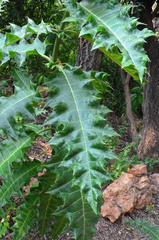 Acanthus polystachyus