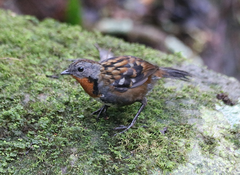 Australian Logrunner photo 1