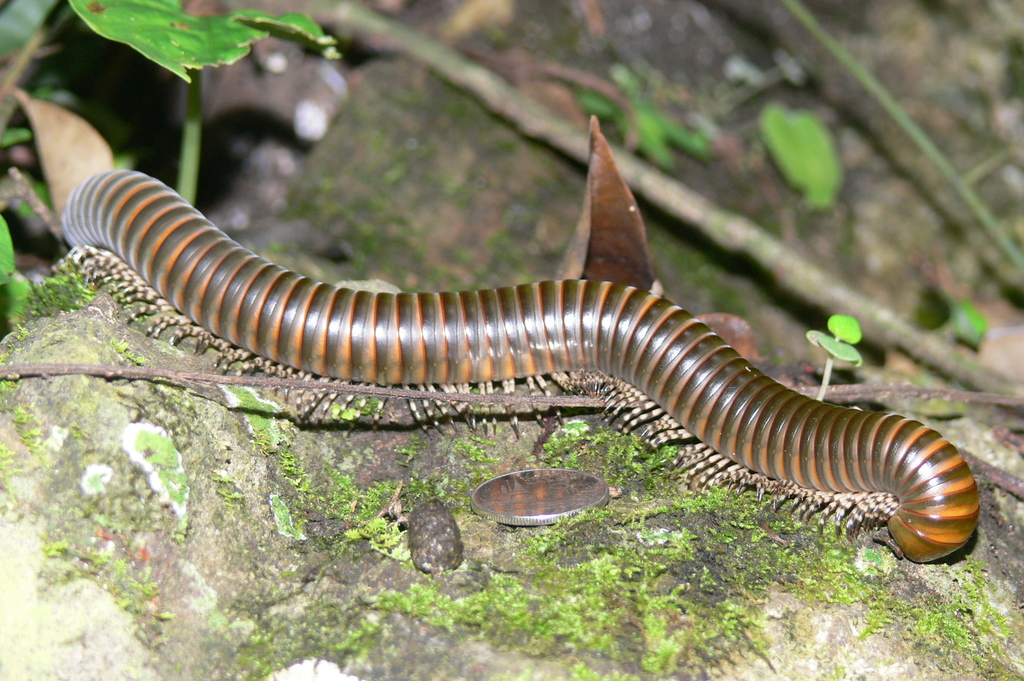 Anurostreptus