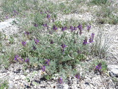 Dalea lasiathera