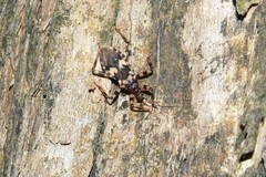 Acanthaspis quadriannulata