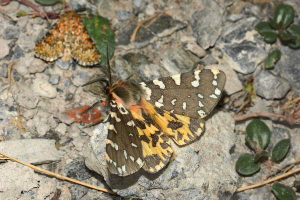 Arctia rueckbeili