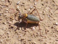 Lluciapomaresius asturiensis