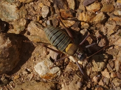 Lluciapomaresius asturiensis