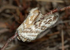 Lacydes spectabilis