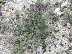 Dalea lasiathera