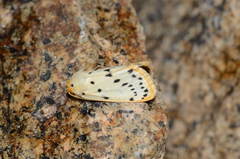 Stigmatophora micans