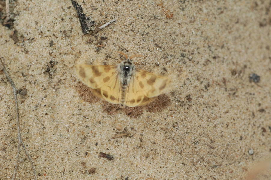 Chelis pardalina