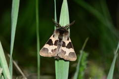 Watsonarctia deserta