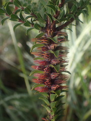 Melaleuca sparsa