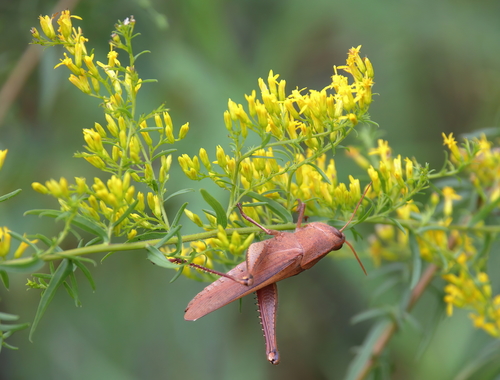 Mischievous Bird Grasshopper
