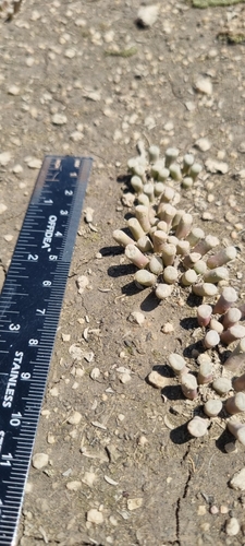 Frithia humilis