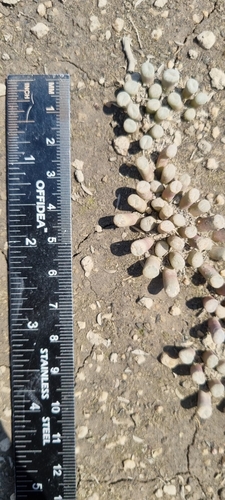 Frithia humilis