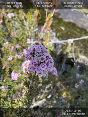 Verticordia plumosa