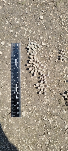 Frithia humilis