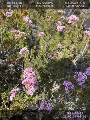 Verticordia plumosa