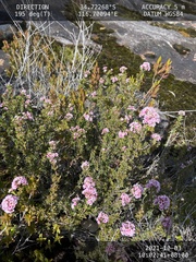 Verticordia plumosa