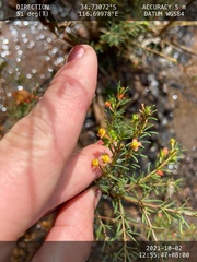 Boronia megastigma