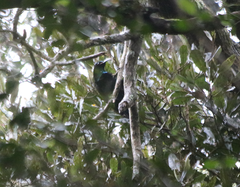 Ptiloris paradiseus