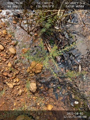 Boronia megastigma