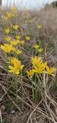 Narcissus cavanillesii