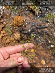 Boronia megastigma