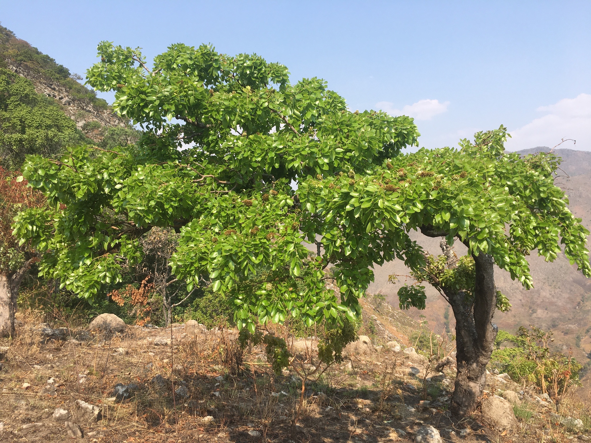 Brachystegia spiciformis Benth.