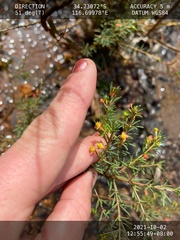 Boronia megastigma