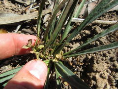Euphorbia silenifolia