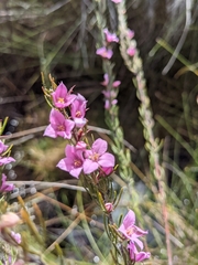 Boronia stricta