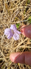 Ruellia cordata