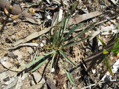 Euphorbia silenifolia
