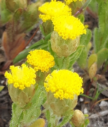 Leptorhynchos waitzia observed 2021-09-29