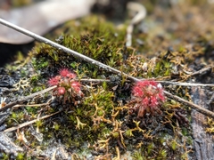 Drosera roseana