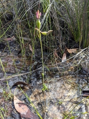 Thelymitra uliginosa