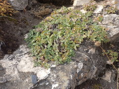 Dracocephalum pinnatum