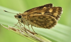 Ampittia dioscorides camertes