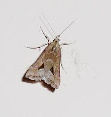 Diasemia monostigma