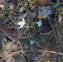 Caladenia catenata
