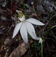 Caladenia catenata