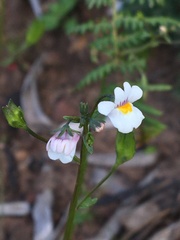 Nemesia floribunda