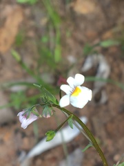Nemesia floribunda