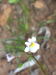 Nemesia floribunda