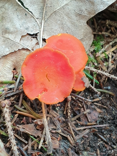 Honey Waxcap