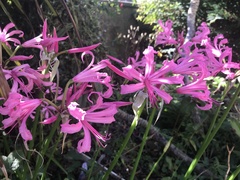 Nerine bowdenii