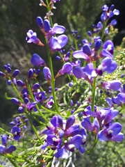 Comesperma volubile