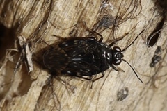 Saldidae