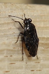 Saldidae