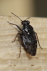 Saldidae