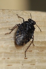 Saldidae